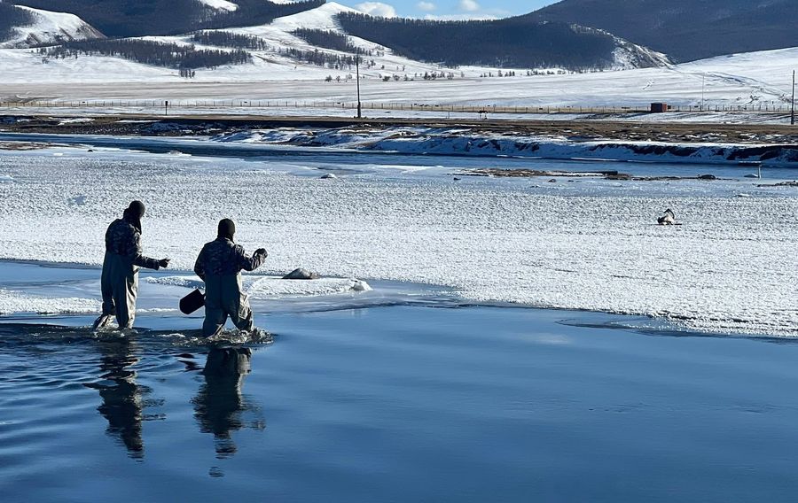 Голын мөсөнд наалдаж хөлдсөн хун шувууг аварчээ